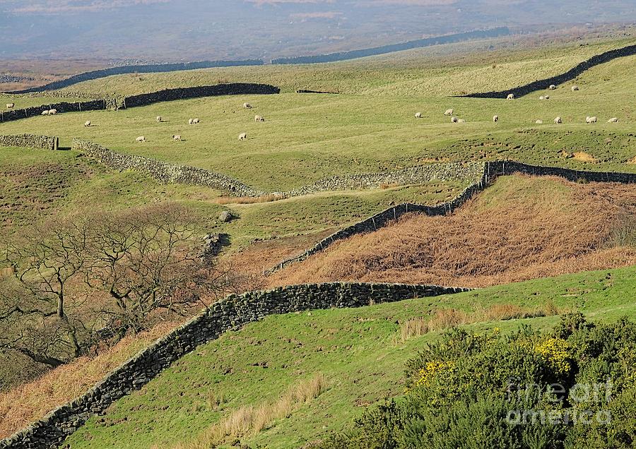 Snaking Stone Walls Photograph by Martyn Arnold