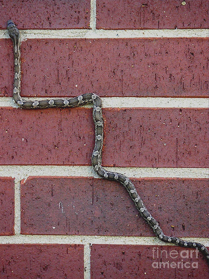 Snaking Up A Brick Wall Photograph by Lucyna A M Green