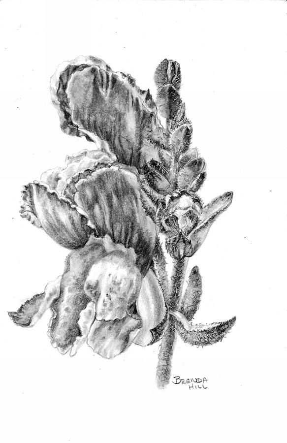 Snap Dragon Drawing by Brenda Hill - Pixels