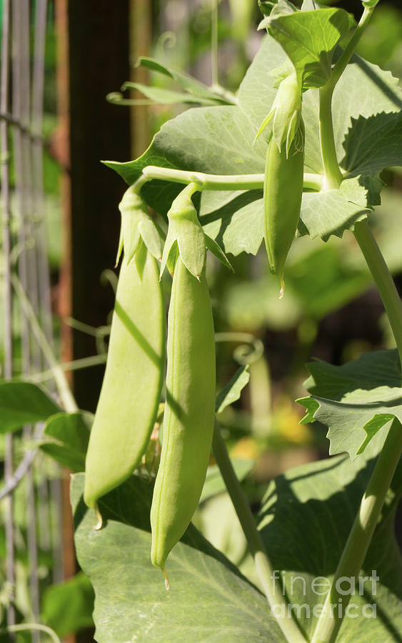 Snap Peas on a Garden Fence Photograph by MM Anderson