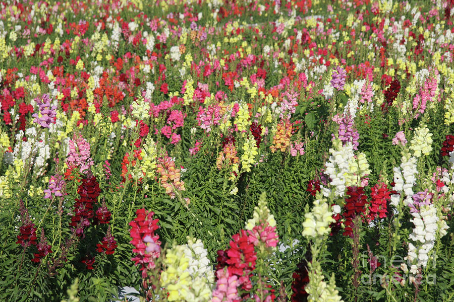 Snapdragon Guide: How To Grow Care For “Antirrhinum”, 50% OFF