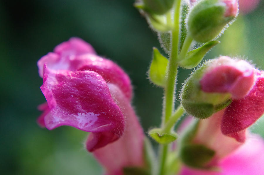 Snapdragon Hairs Photograph by Adria Trail