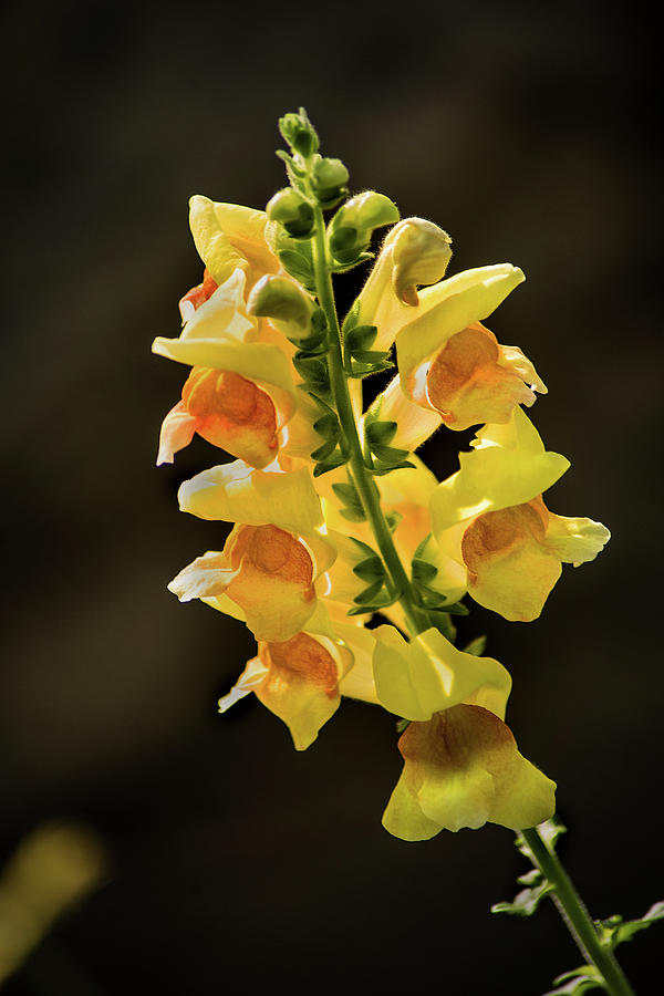 Snapdragon-Yellow Photograph by Don Johnson