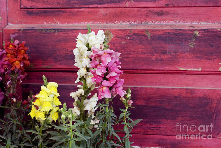 Snapdragons and red door Photograph by Cindy Garber Iverson