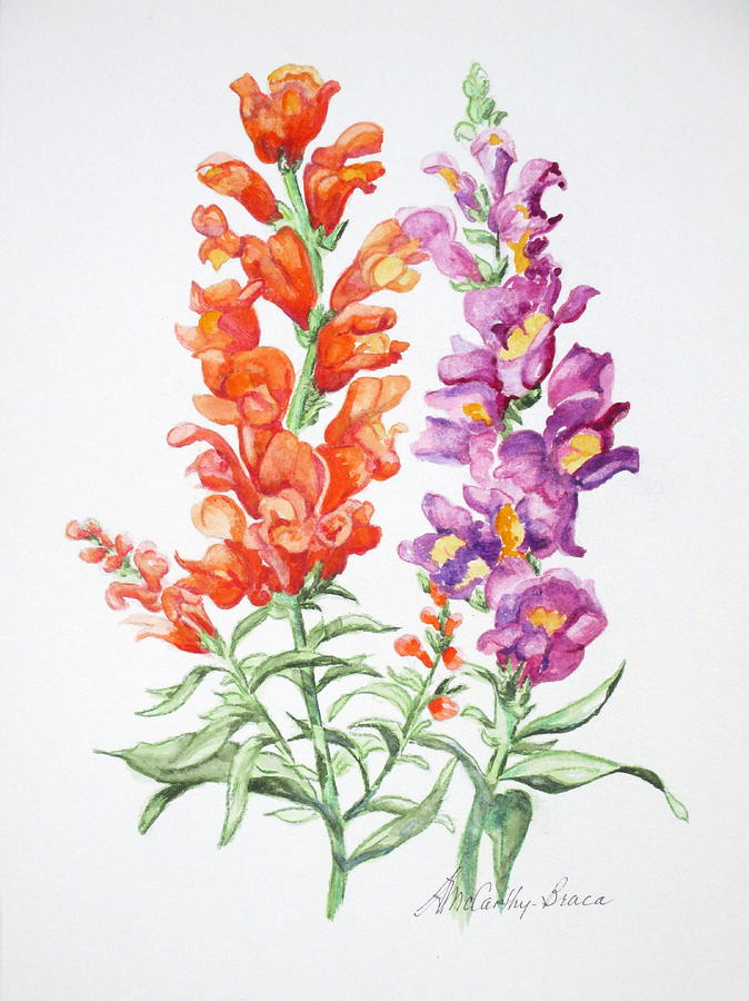 Watercolor Painting - Snapdragons by April McCarthy-Braca