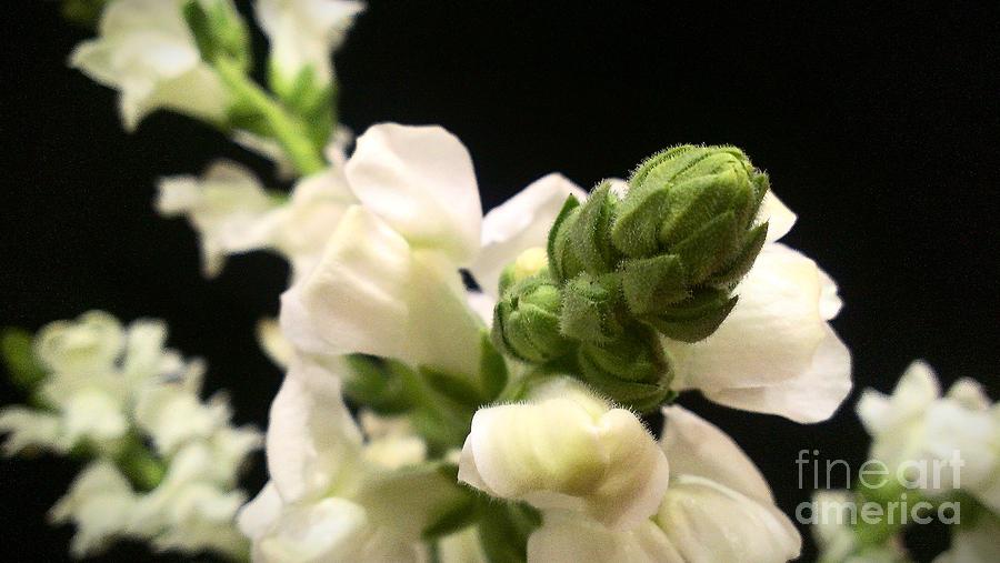 Snapdragons Photograph by Lkb Art And Photography
