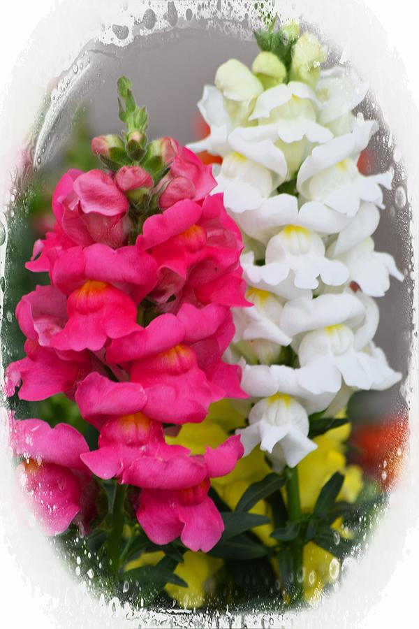 Snapdragons Photograph by Sheri McLeroy