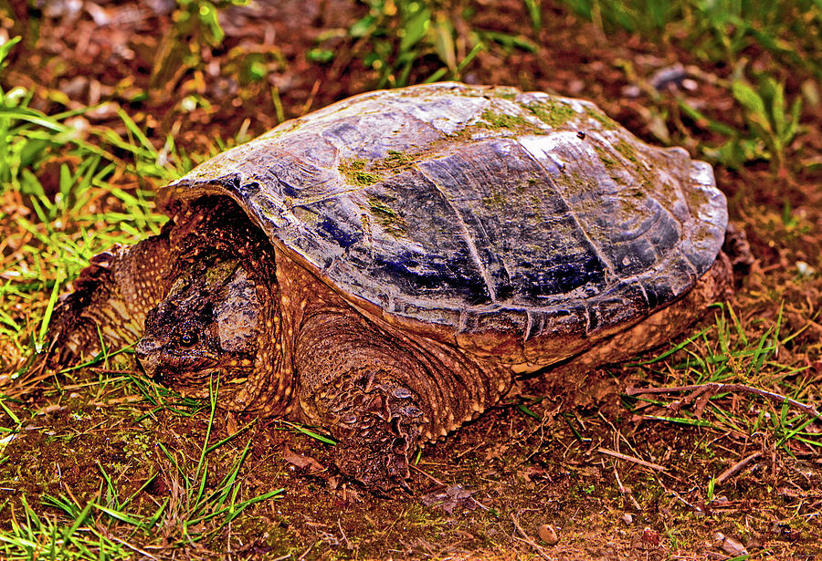 Snapping Turtle 003 Photograph by George Bostian