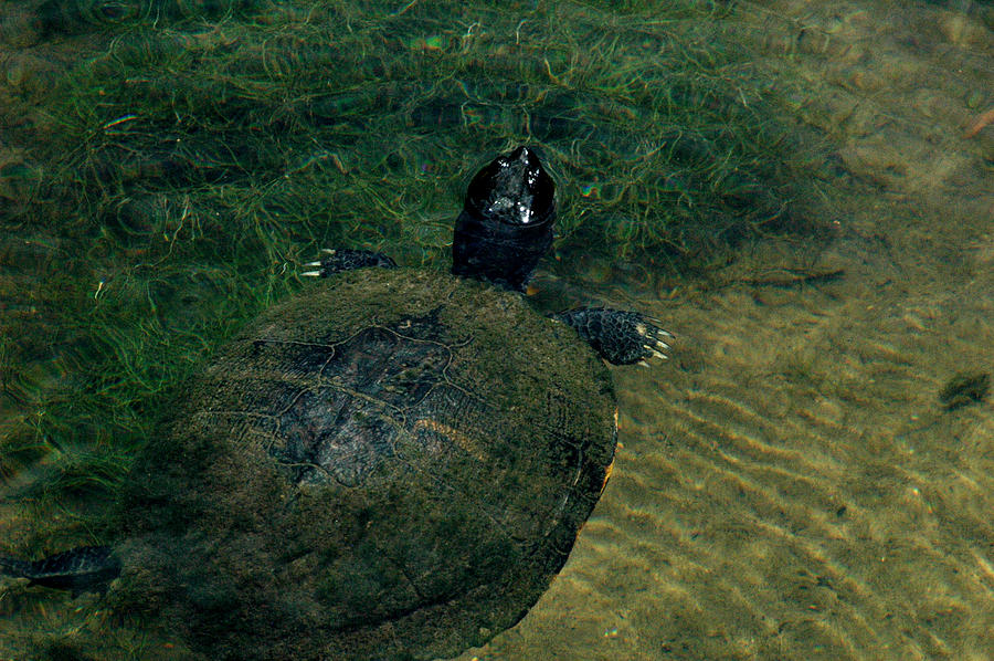 Snapping Turtle Photograph by David Weeks