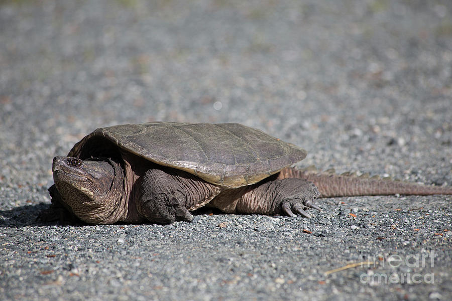 Snapping Turtle Female Photograph by Edward Fielding