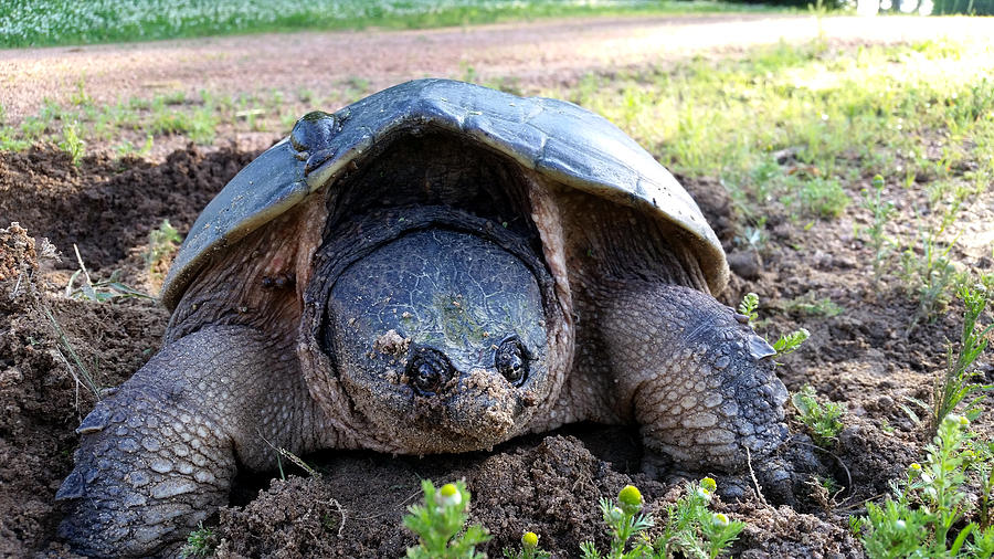 Snapping Turtle Front Photograph by Brook Burling