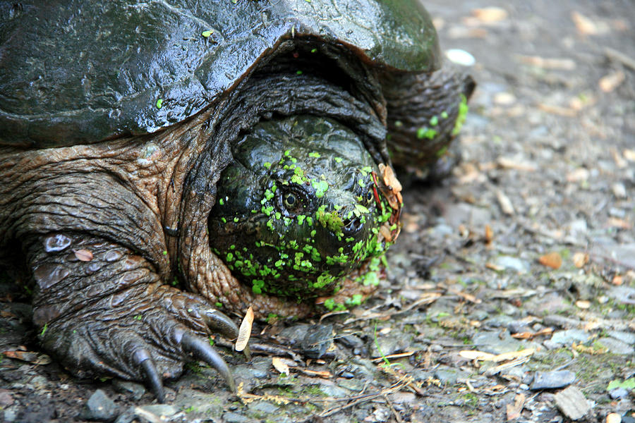Snapping Turtle Photograph by George Jones