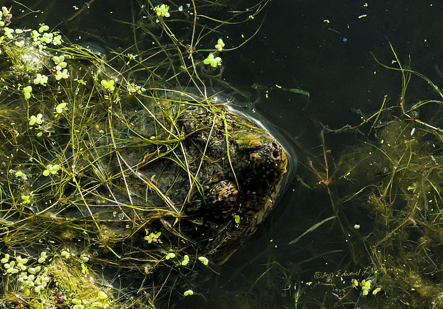 Snapping Turtle Head Photograph by Ed Peterson