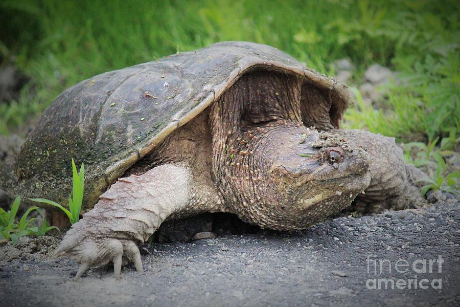 Snapping turtle in Maine laying eggs in June Photograph by Colleen Snow ...