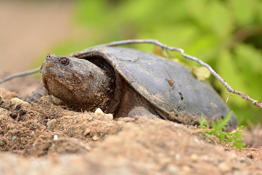 Snapping Turtle Photograph by Jo-Ann Matthews - Pixels