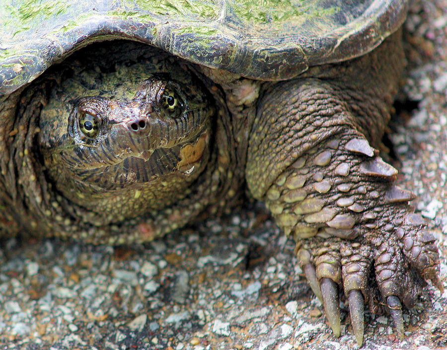 Snapping Turtle Photograph