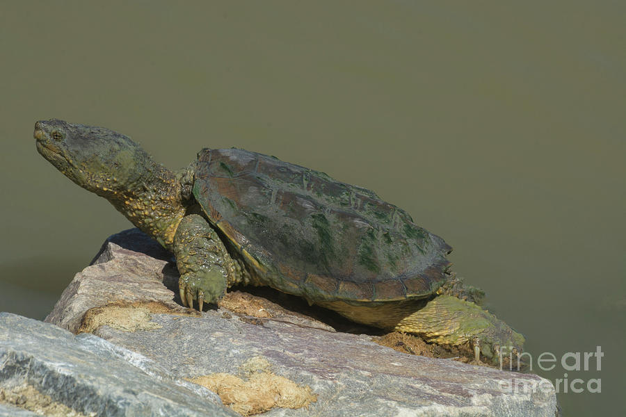 Snapping Turtle Photograph - Snapping turtle by Merrimon Crawford Snapping Turtle Photograph - Snapping turtle by Merrimon Crawford