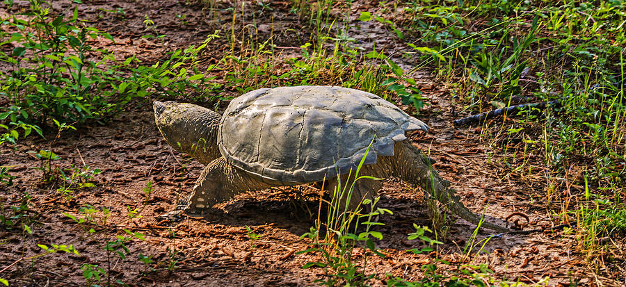 Snapping Turtle Photograph by Michael Whitaker