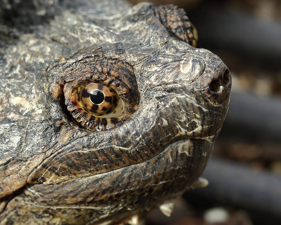 Snapping Turtle Portrait Photograph by Bruce J Robinson