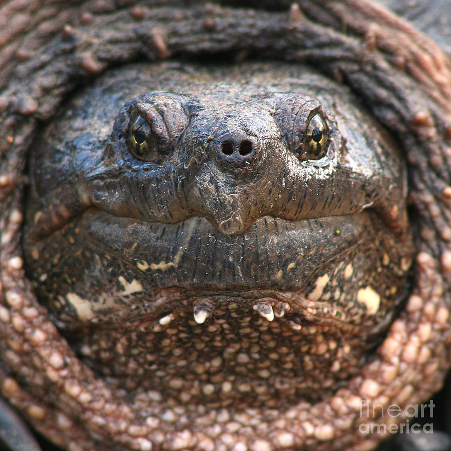 Snapping Turtle Up Close And Personal Photograph by Max Allen