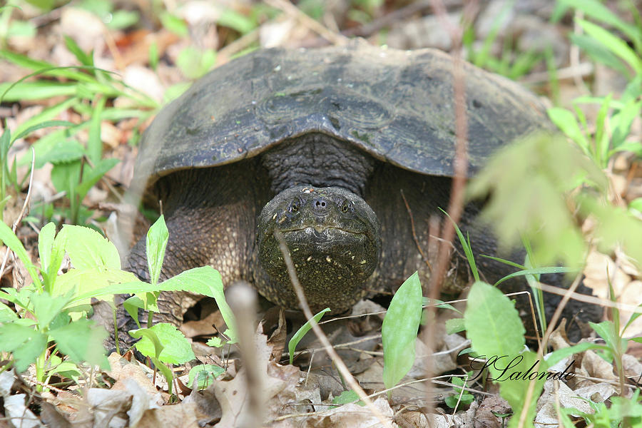 Wildlife Photograph - Snapping Turtler by Sarah Lalonde