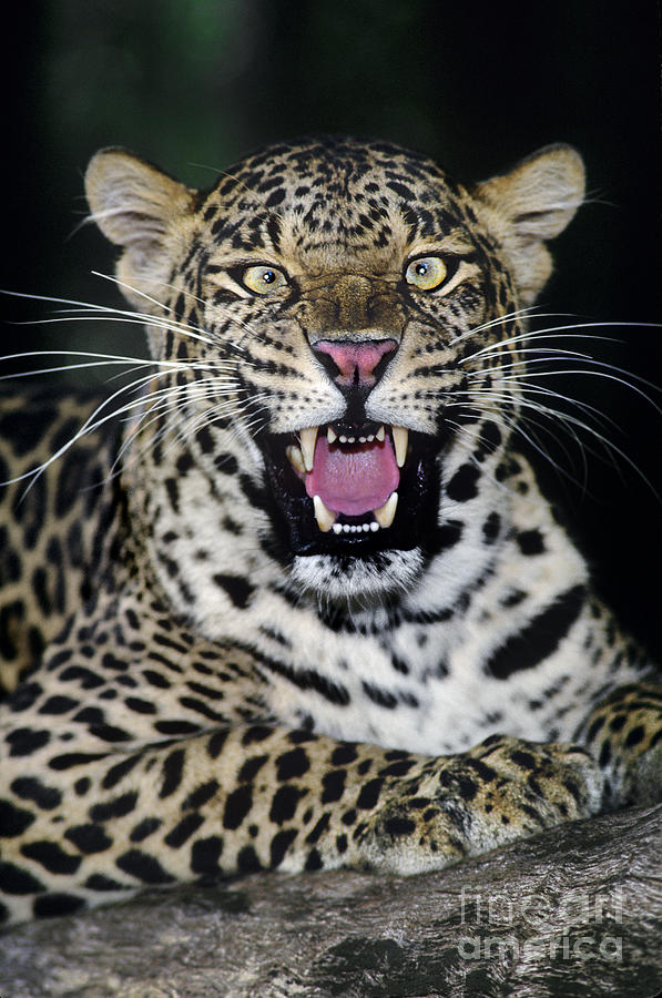 Snarling African Leopard Panthera Pardus Wildife Rescu Photograph by Dave Welling