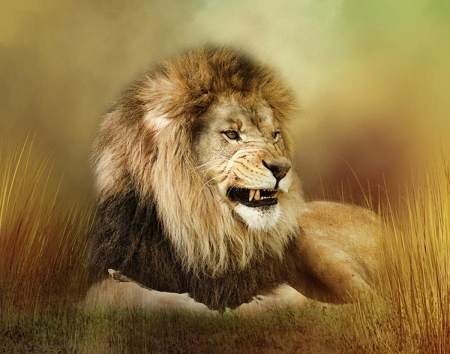 Snarling Lion Digital Art by TnBackroadsPhotos