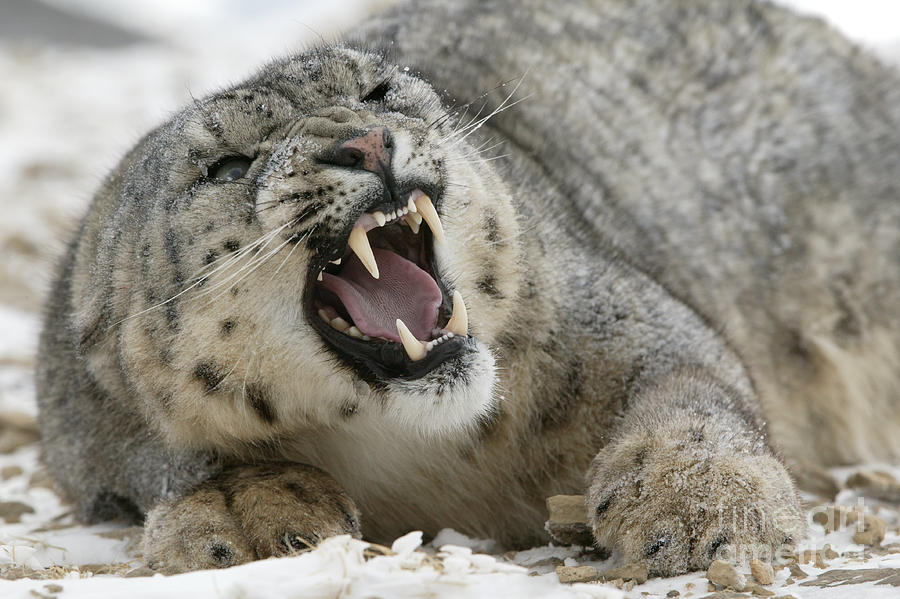 snow leopard snarling