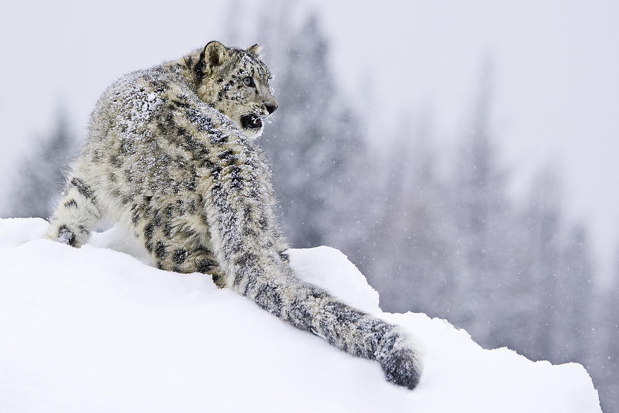 Unique Photograph - Snarling Snow Leopard by Paul Burwell