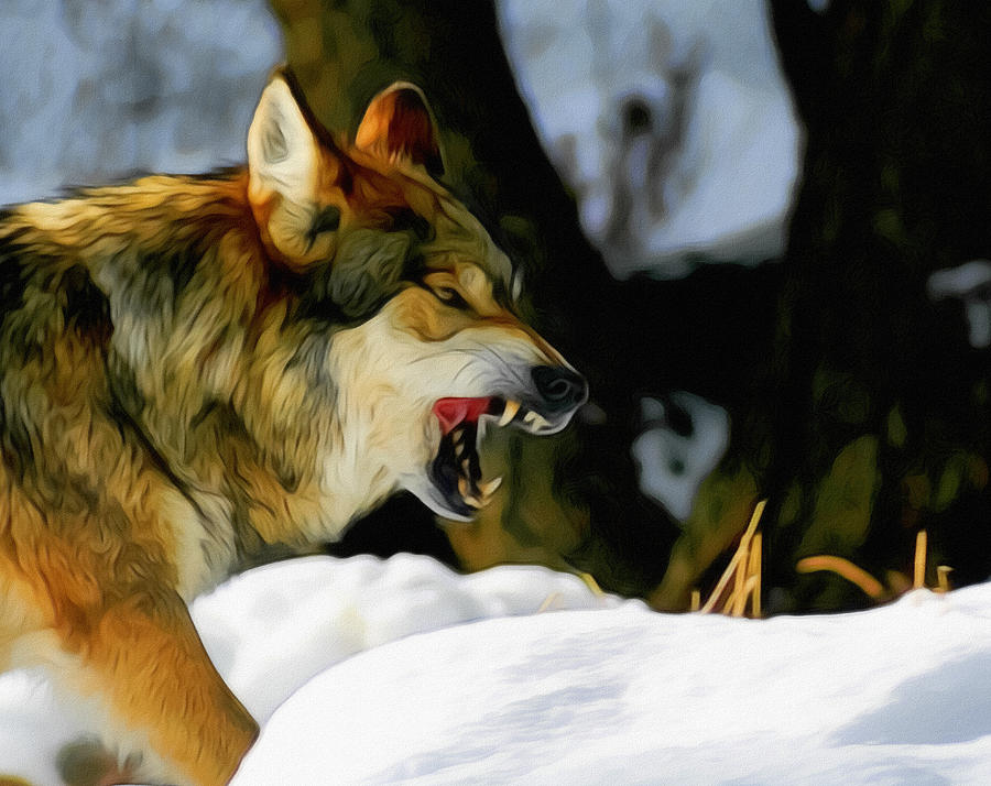 Snarling Wolf 2 Digital Art by Ernie Echols - Pixels