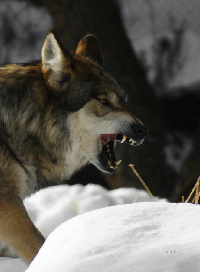 Wolves Photograph - Snarling Wolf by Ernest Echols