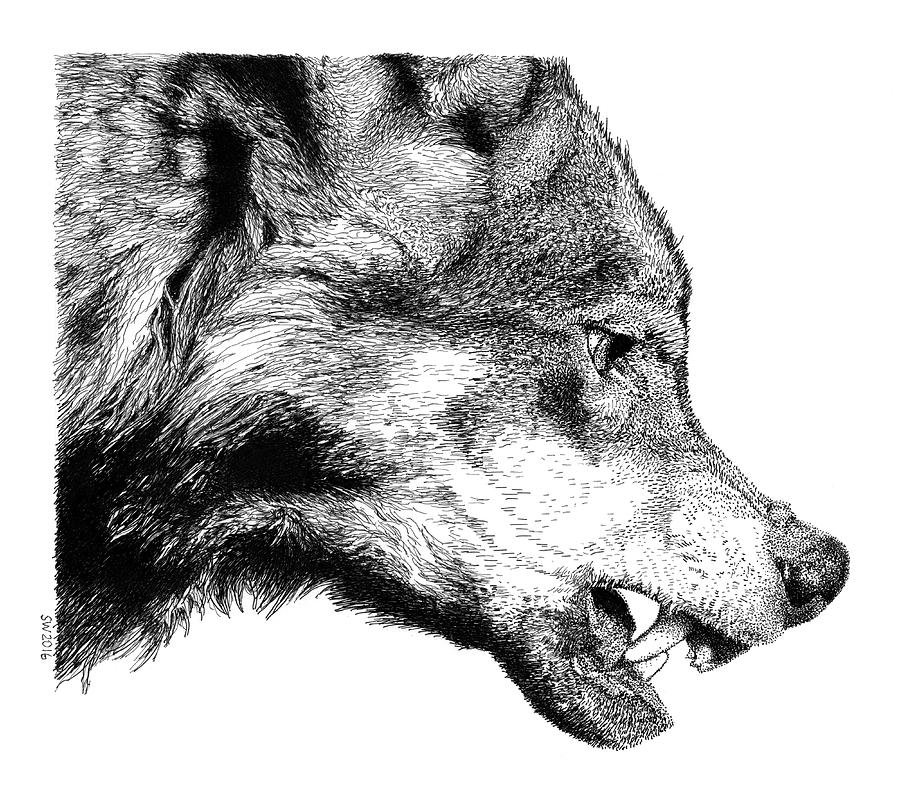 snarling wolf drawing