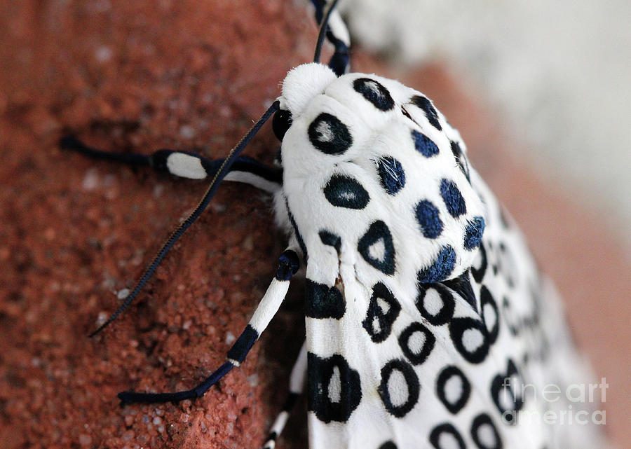 Sneaking up on Giant Leopard Moth Photograph by Karen Adams
