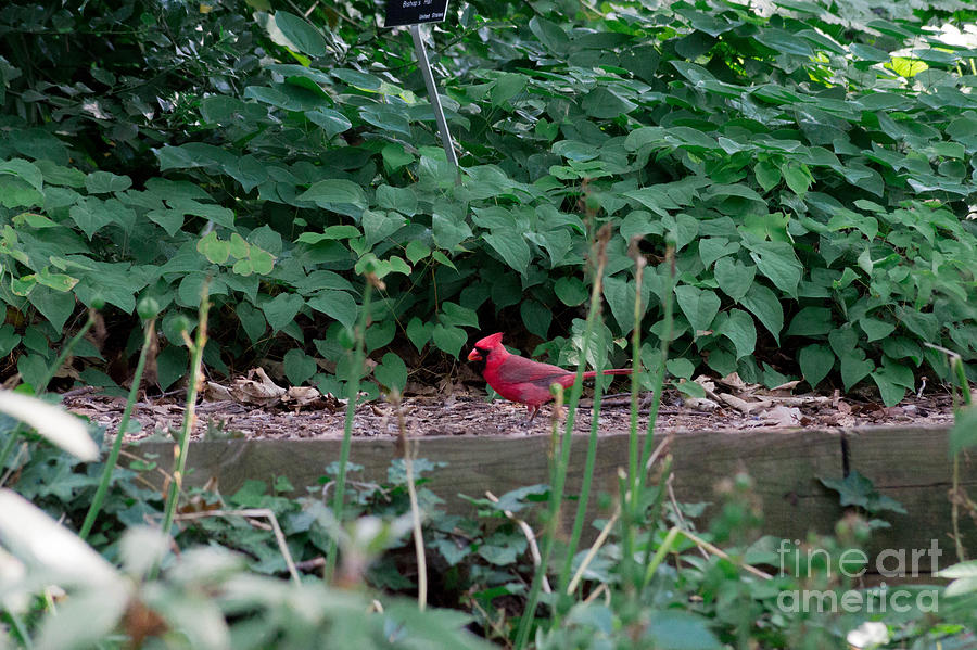 Sneaky Cardinal Photograph
