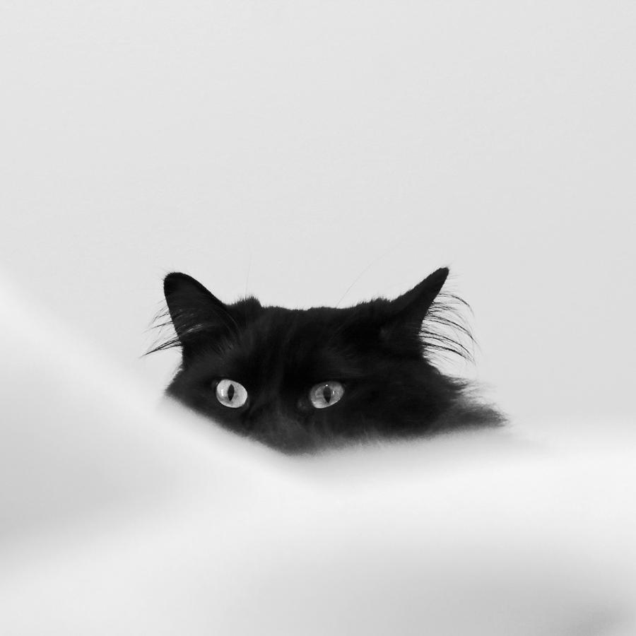 Sneaky Cat Digital Art by Kathleen Illes