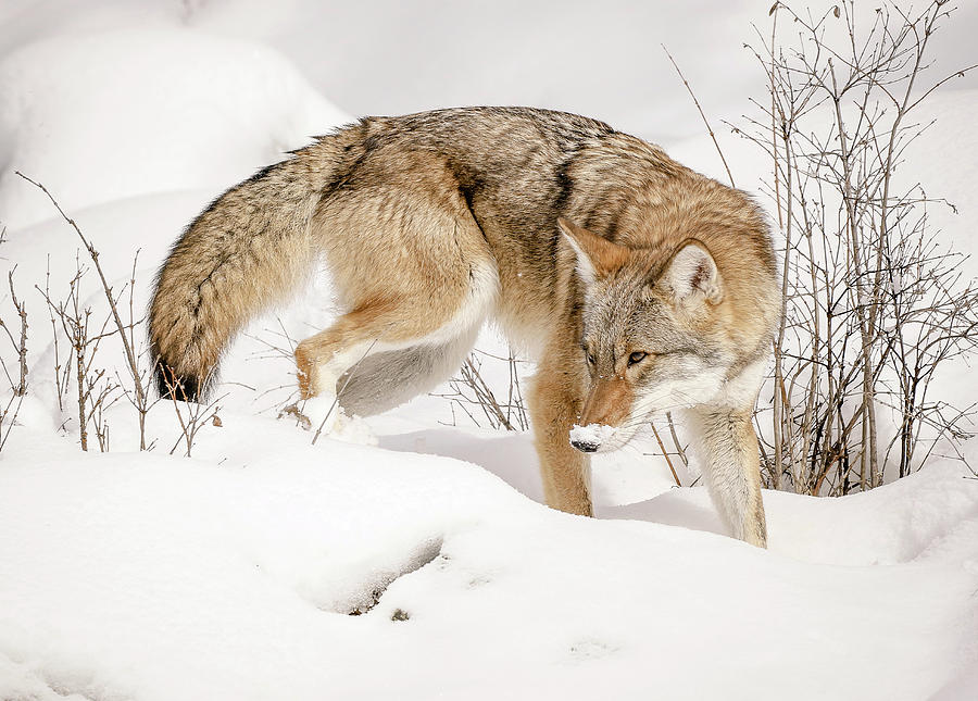 Sneaky Coyote Photograph by Athena Mckinzie