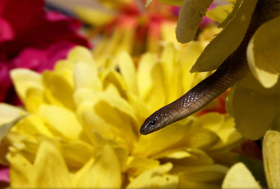 Snake Photograph - Sneaky Fellow by Karen Scovill
