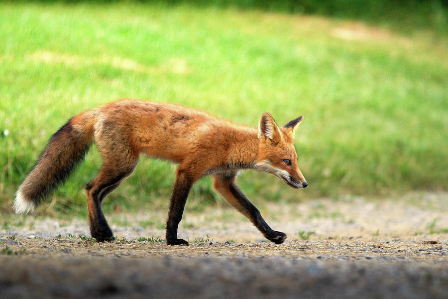 Nature Photograph - Sneaky Fox by Victoria Winningham