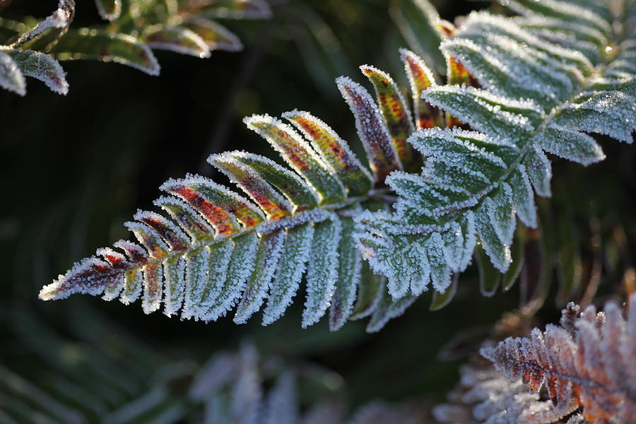 Sneaky Frosty Ferns Photograph by Tammy Pool