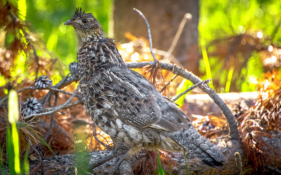 Sneaky Pine Hen Photograph by Dan Kinghorn - Pixels