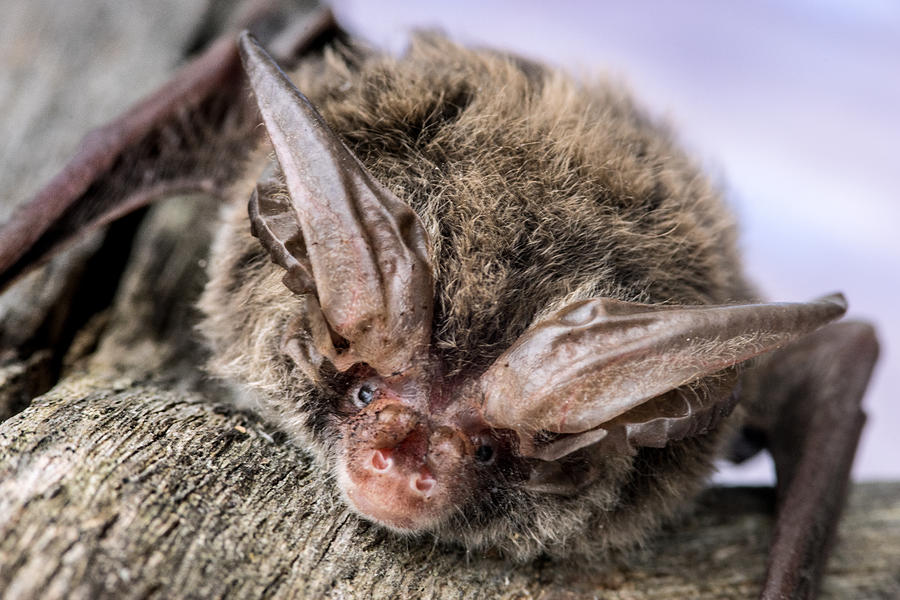 Bat Photograph - Sneaky Rafomesquii by Douglas Barnett