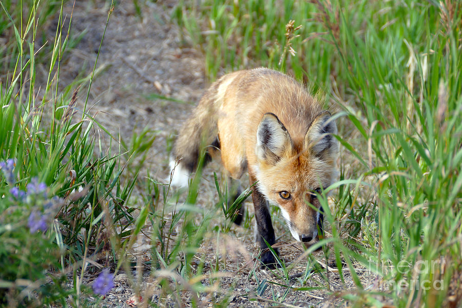 Sneaky Red Fox, Colorado Photograph by Catherine Sherman