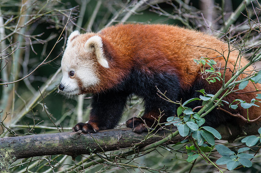 Sequoia Park Zoo Photograph - Sneaky Red Panda by Greg Nyquist