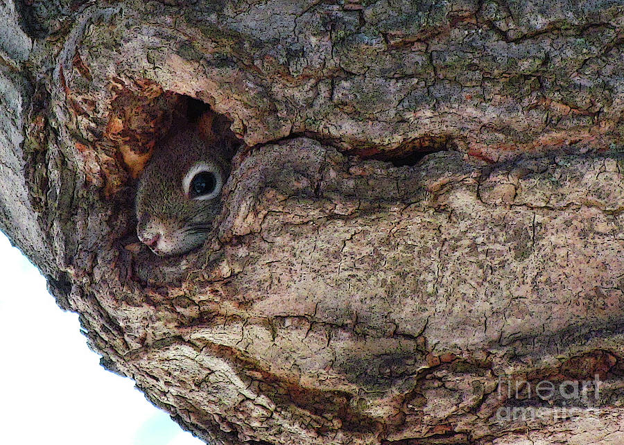 Sneaky Squirrel Photograph by Deborah Johnson