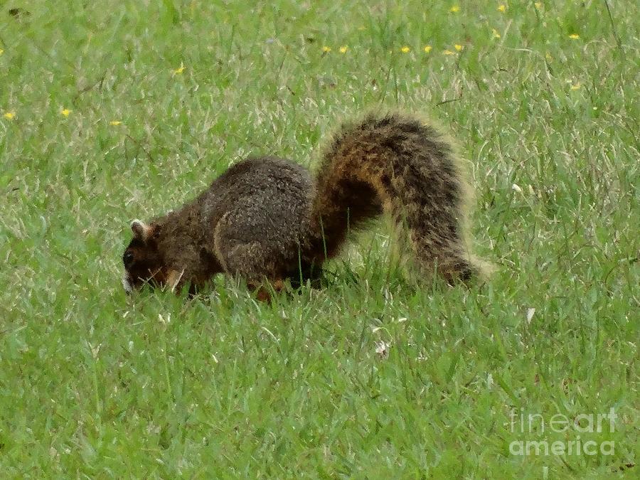 Sneaky Squirrel Photograph by Joseph Baril