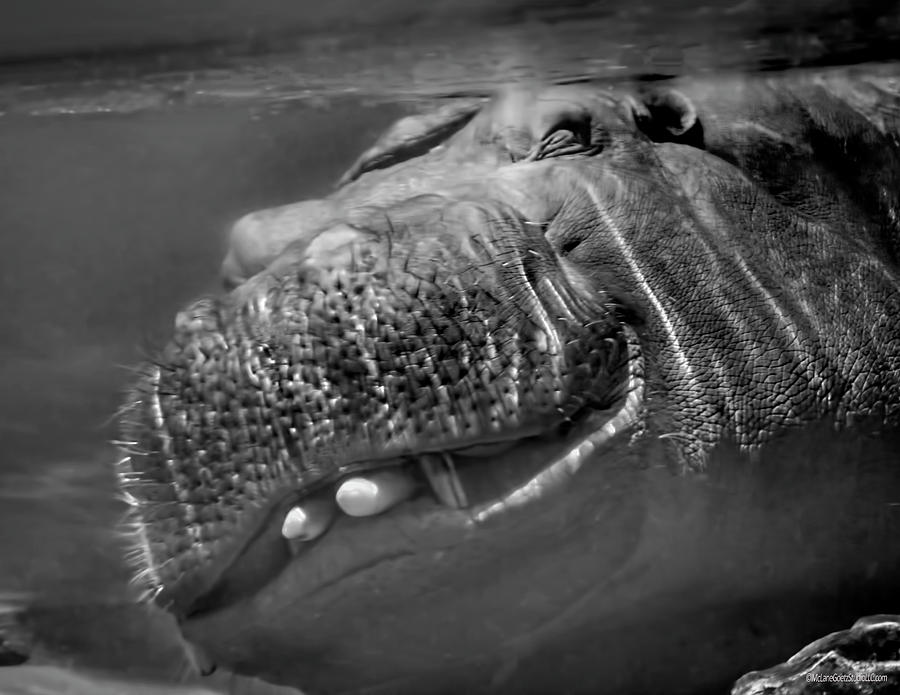 Sneaky Underwater Hippo Grin Photograph by LeeAnn McLaneGoetz McLaneGoetzStudioLLCcom