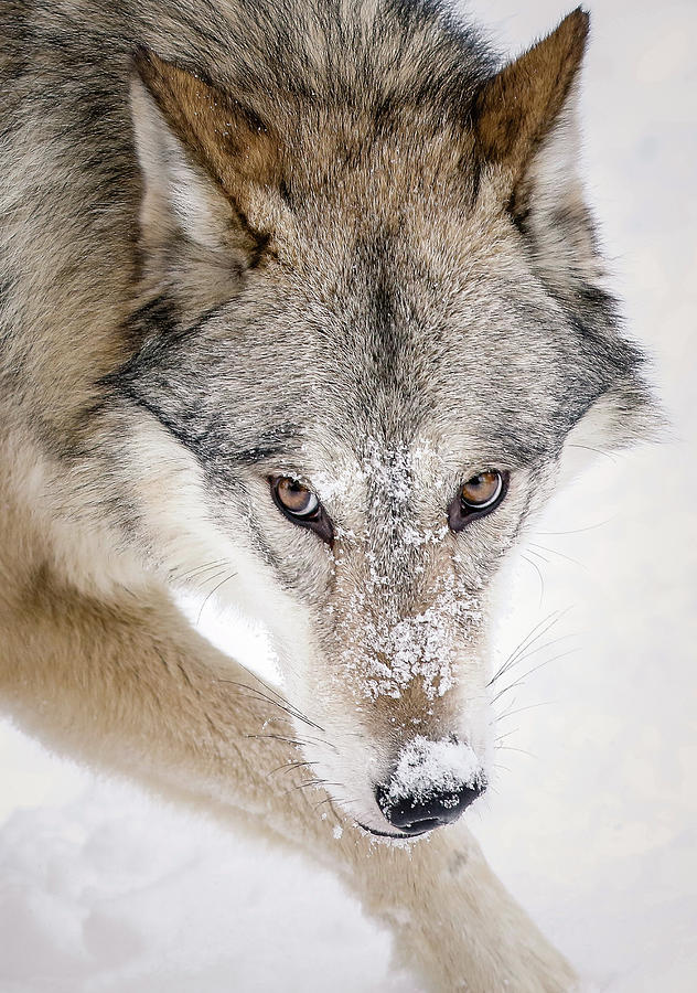 Sneaky Wolf Photograph by Athena Mckinzie