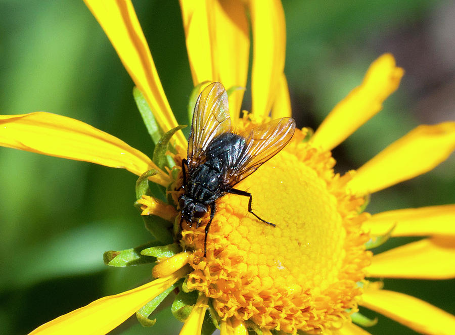 Sneeze Weed Fly Photograph by Julia McHugh