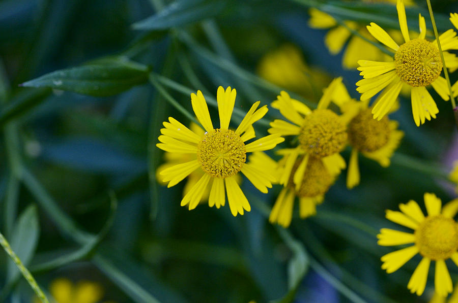 Sneezeweed Photograph by Jack R Perry