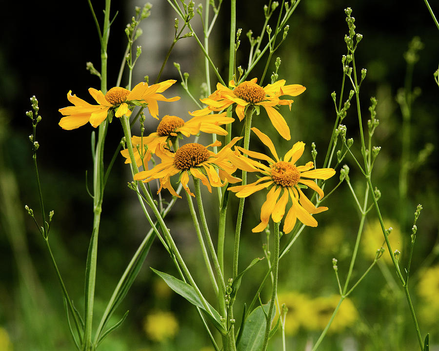 Sneezeweed Photograph by John Bartelt